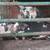 Kune Kune Piglets 2 thumbnail