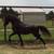 Beautiful Double Registered Miniature Horse Stallion 2 thumbnail