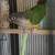 Sun conure parrots 3 thumbnail