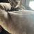 Farm kittens 1 thumbnail