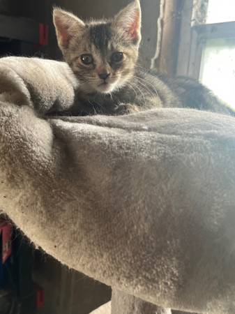 Farm kittens 1