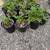 Raspberry Plants 3 thumbnail