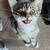 Barn kittens 8 thumbnail
