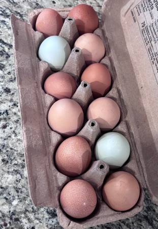 Fresh chicken and duck eggs 1