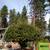 Pruning. Trees, Shrubs, and Arbor Vitae Specialist 5 thumbnail