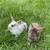 rabbit 1 thumbnail