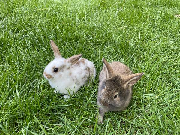 rabbit 1