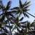 KENTIA PALMS //// Howea forsteriana 1 thumbnail