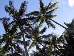 KENTIA PALMS //// Howea forsteriana 1