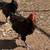 Poultry: Chickens & Ducks & Quail 5 thumbnail