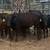 15-18 month+ Heifers 11 thumbnail