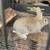 Rabbits 1 thumbnail