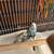 Parakeets 2 thumbnail