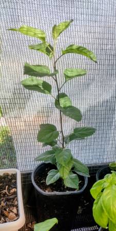 Plants available 1