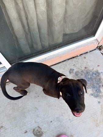 Rehoming pup (North Las Vegas)63860185734913120