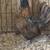 Chickens Silkie mix 5 thumbnail
