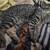 Missing brown tabby - help us find Aspen! 3 thumbnail