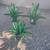 New Painted Green "Tear Drop" Agaves  Large Approx. 2 ft.3 x 2 ft. 9" 9 thumbnail