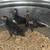 Asil Chickens 1 thumbnail