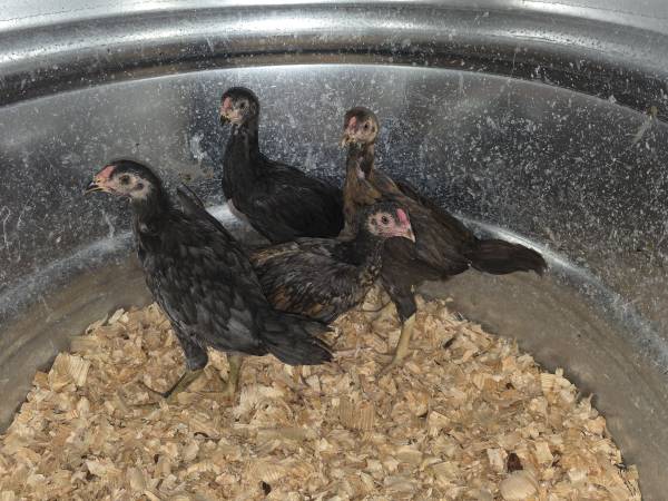 Asil Chickens 1