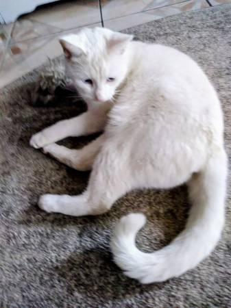 LOST ALL WHITE CAT 1