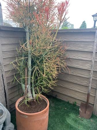 Fire stick plant for free no pot 1