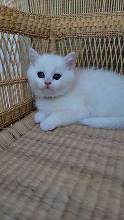 British shorthair boy63688899122945123