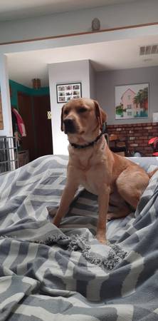 3 year old YELLOW LAB. (Longview)63842374171393124