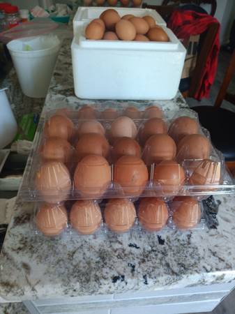 Farm Fresh Eggs - $4 (Star)62969127730689121