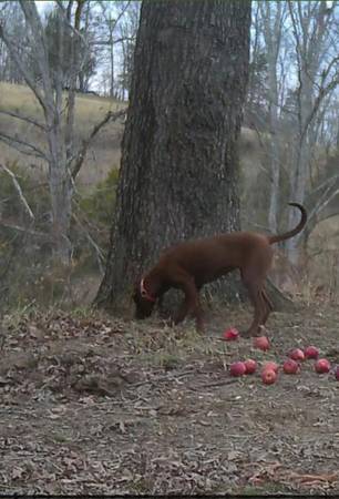 Somewhere to train coonhound pups 1