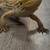 Bearded dragon 3 thumbnail