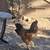 Rooster looking for new home $15 3 thumbnail
