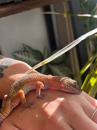 Female leopard gecko 1