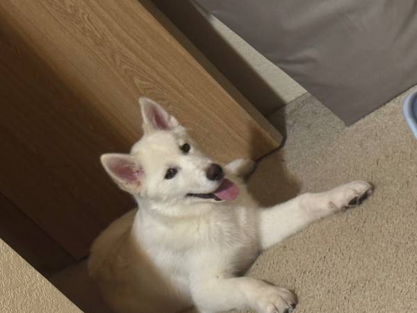 Siberian Husky - pets - craigslist