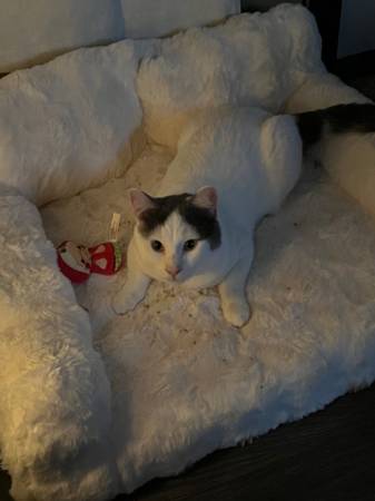 2 yr old Cat (Sioux Falls)63428711988737121