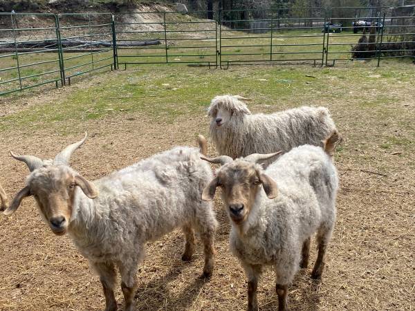 Angora Setup + Small Herd 1
