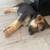 German Shepherd Puppies – 7 Weeks – $800 7 thumbnail