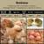 Started Pullets, Female Chicks, Turkeys, Geese 6 thumbnail