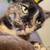 Two very loving tortoiseshell cats 2 thumbnail