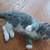 Kittens 6 thumbnail