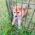 Pomsky puppies 1 thumbnail