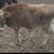 Jersey calves 2 thumbnail