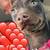 Mini pinscher 3 years old 1 thumbnail