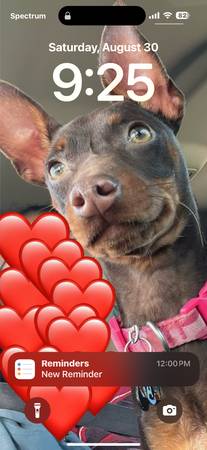 Mini pinscher 3 years old 1