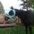 Kid Broke mare 10 thumbnail
