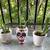 Aloe Vera Plants- Most in Decorative Pots 2 thumbnail