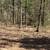 11 Acres Of Land 3 thumbnail