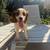 Cavapoo cavapoochon looking for a new home fee cover only that $100 ready for yo 11 thumbnail
