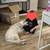 AKC Golden Retriever 4 thumbnail