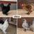 Hatching eggs. Seramas high end show birds bantam show birds. (Alequines, kikiri 7 thumbnail